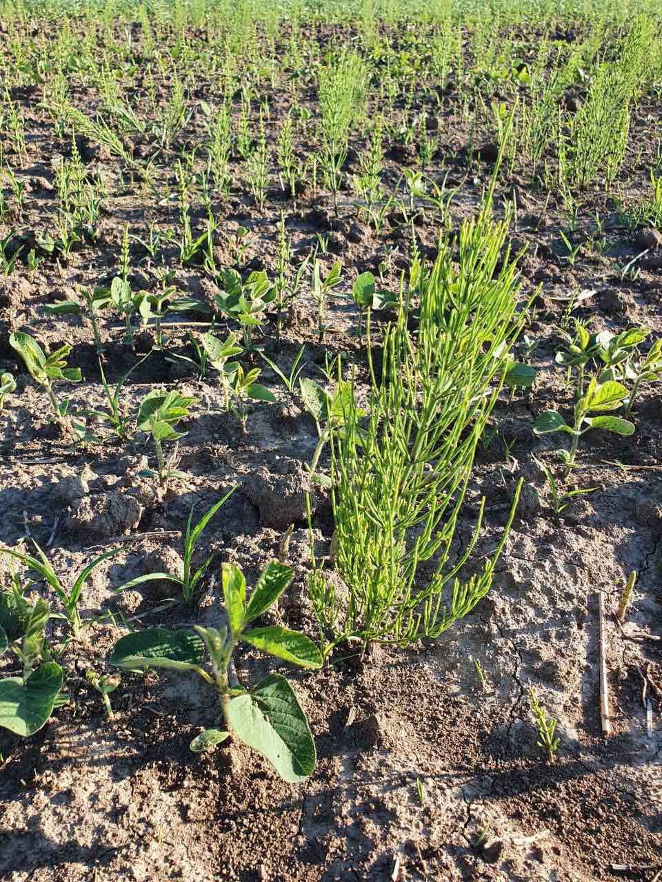 Чем опасна чрезмерная кислотность почвы и как она влияет на урожай? - Makosh