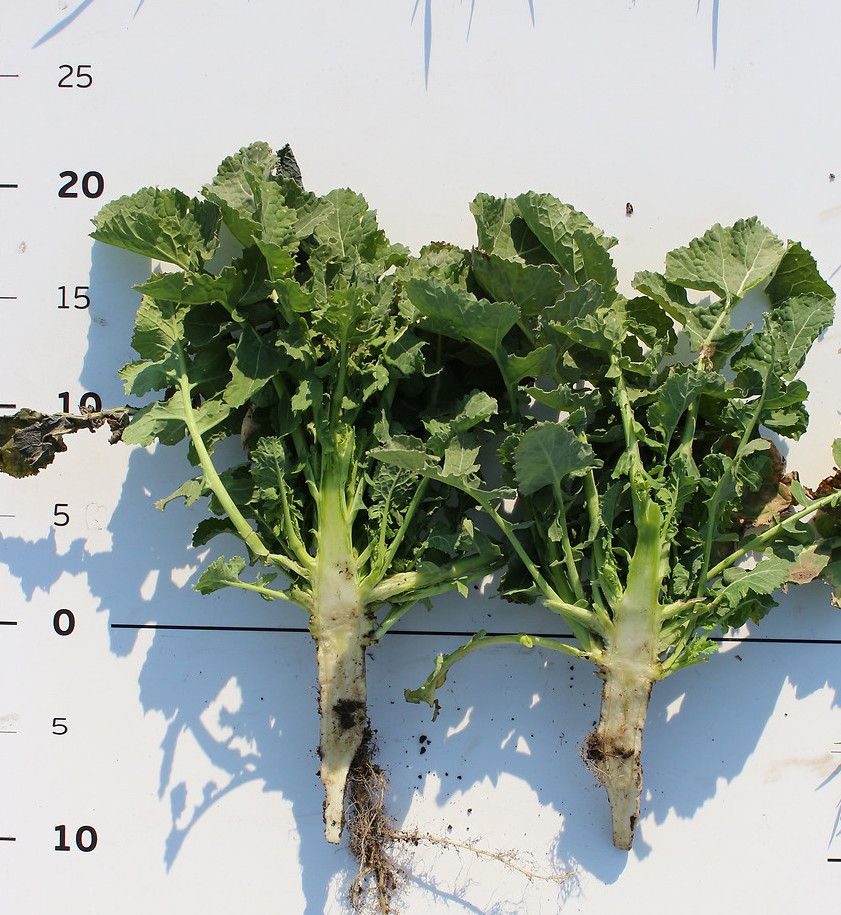 Особливості листового підживлення озимого ріпаку навесні - Makosh