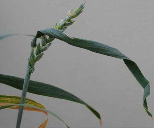 Роль міді та марганцю для озимої пшениці - Makosh