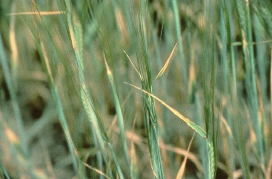 Роль міді та марганцю для озимої пшениці - Makosh