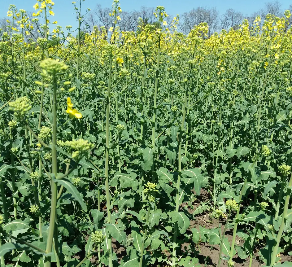 Особливості листового підживлення озимого ріпаку навесні - Makosh