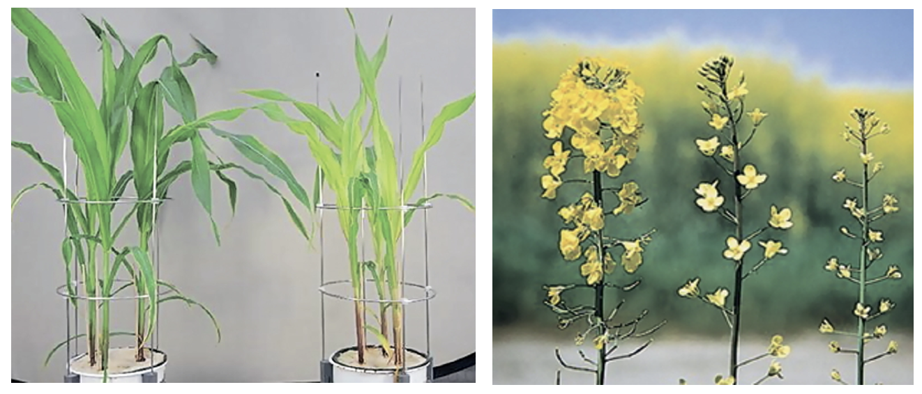 Кому потрібна сірка і як забезпечити нею рослини/ґрунт? - MAKOSH