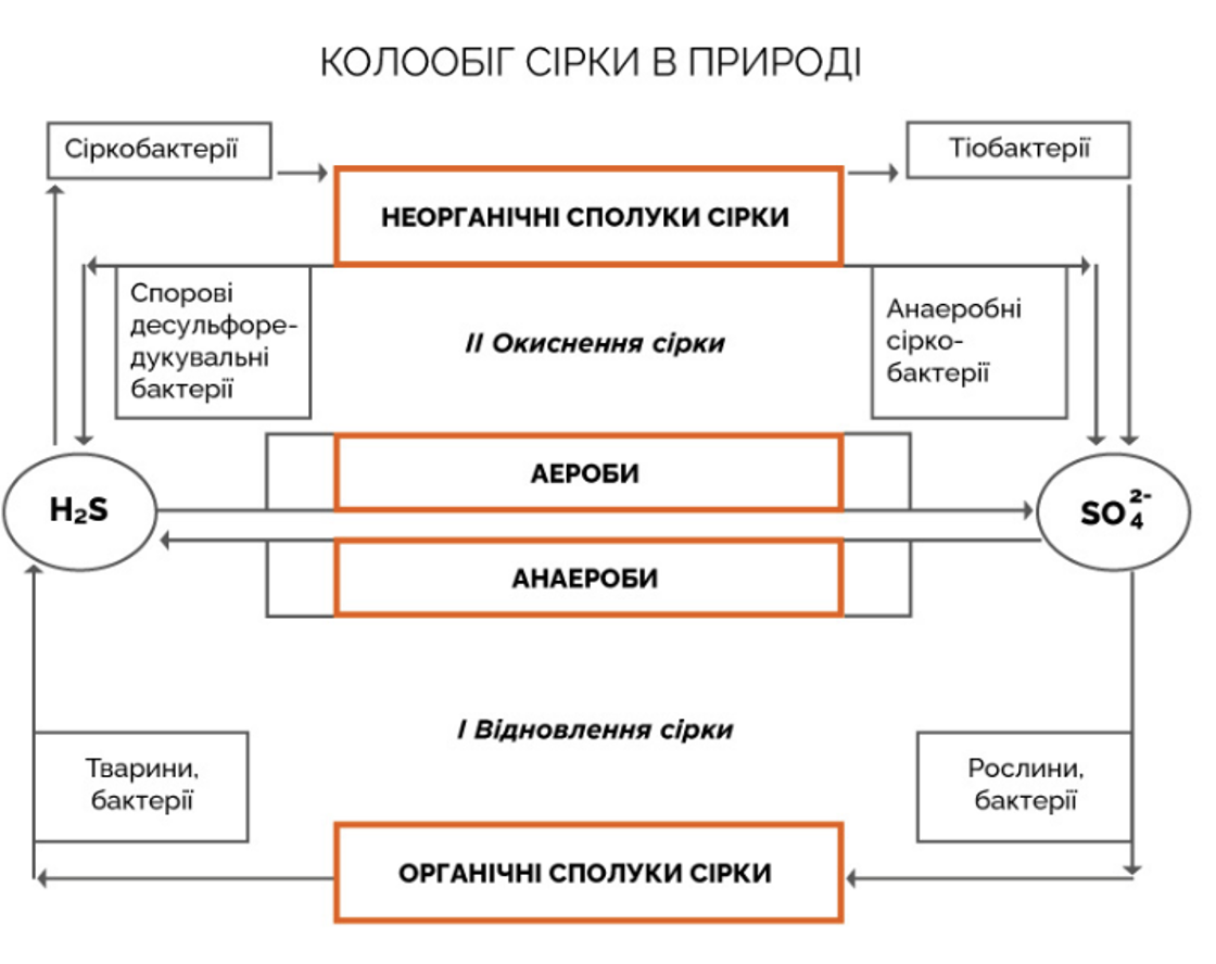 Кому потрібна сірка і як забезпечити нею рослини/ґрунт? - MAKOSH