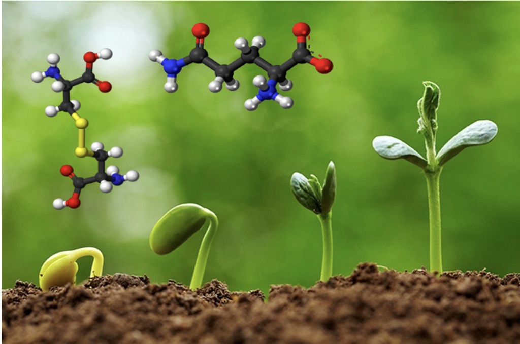 Амінокислоти у добривах для позакореневого живлення та їх застосування - Makosh