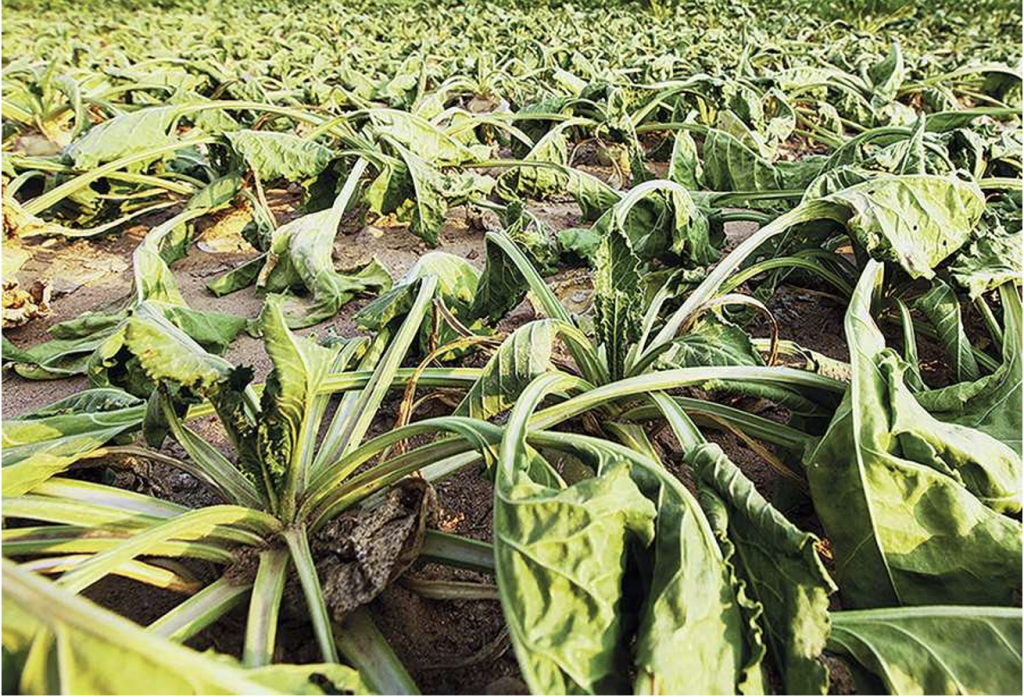 Амінокислоти у добривах для позакореневого живлення та їх застосування - Makosh