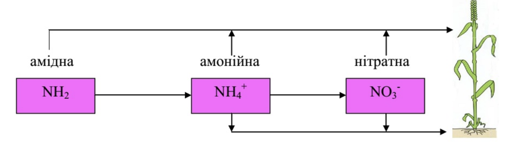 Карбамід - азотне добриво. Характеристики і використання - Makosh