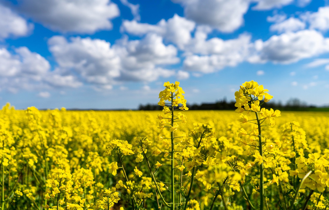 Особливості листового підживлення озимого ріпаку навесні - Makosh