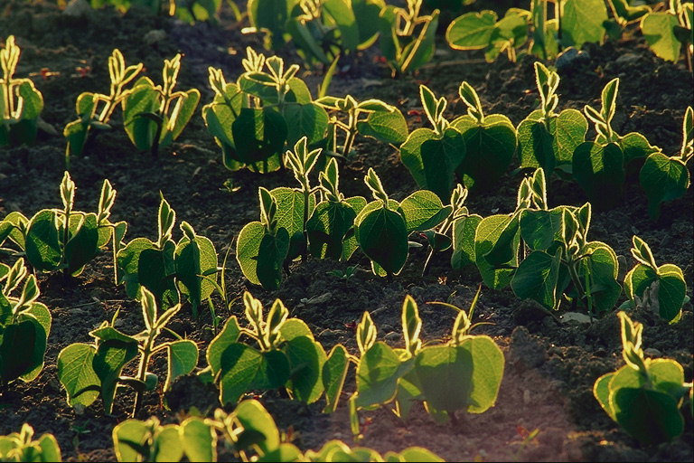 ТОП-5 удобрений для сои - Makosh