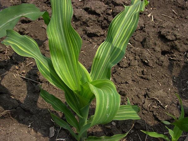 Проблема забезпечення рослин цинком - Makosh