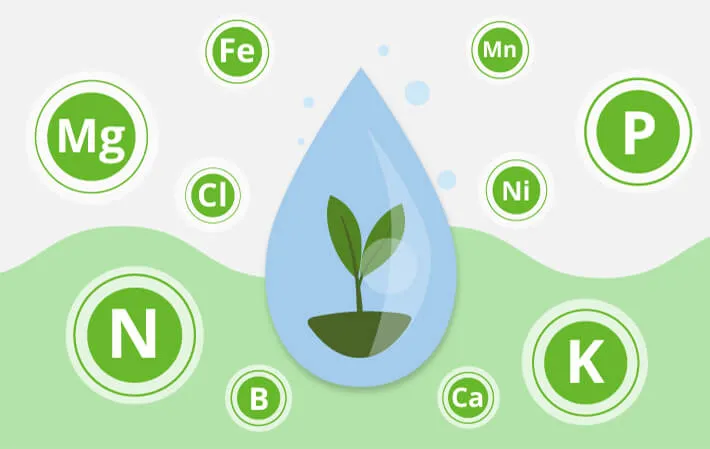 Підживлення ягідних культур після збору урожаю - Makosh