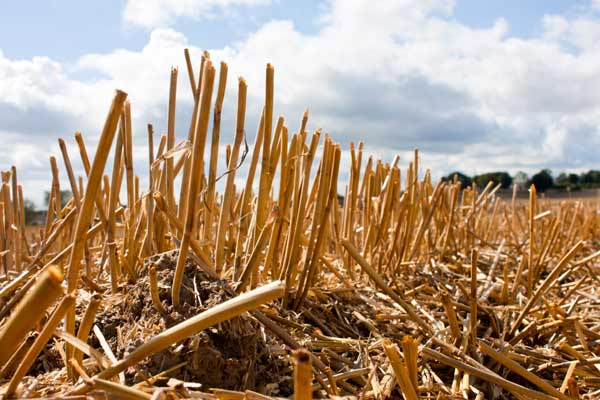 Пожнивні рештки: як не нашкодити собі та майбутнім посівам? - Makosh