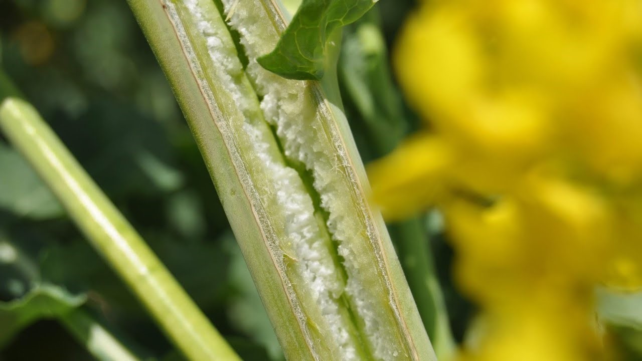 Подкормка озимого рапса листовыми удобрениями с осени - Makosh