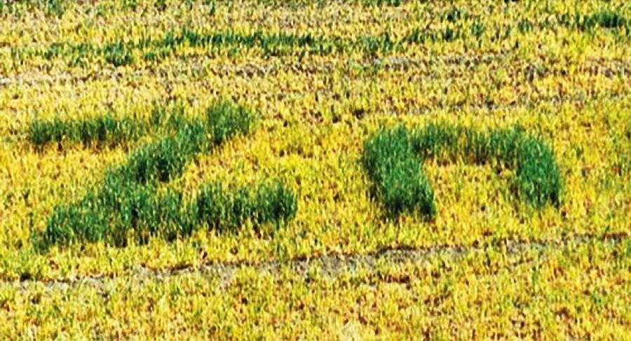 Проблема забезпечення рослин цинком - Makosh