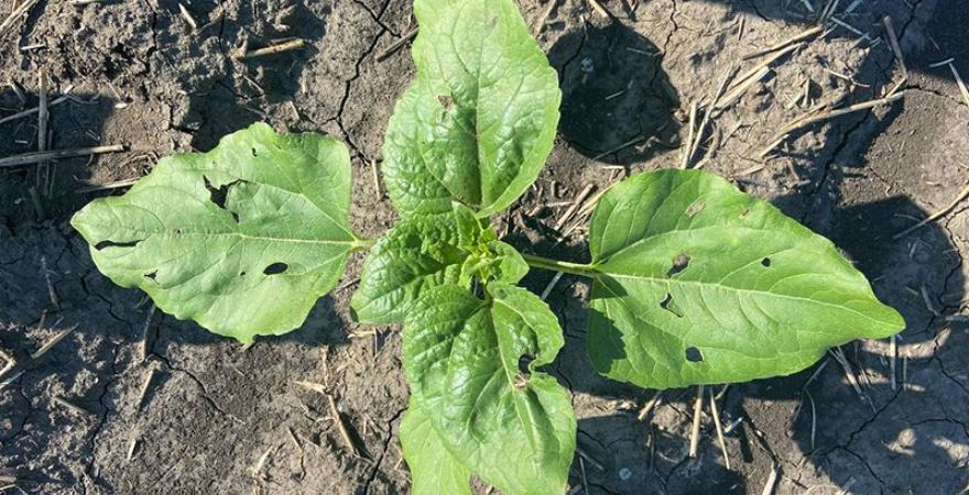 Стрес для рослин та шляхи подолання його наслідків - Makosh