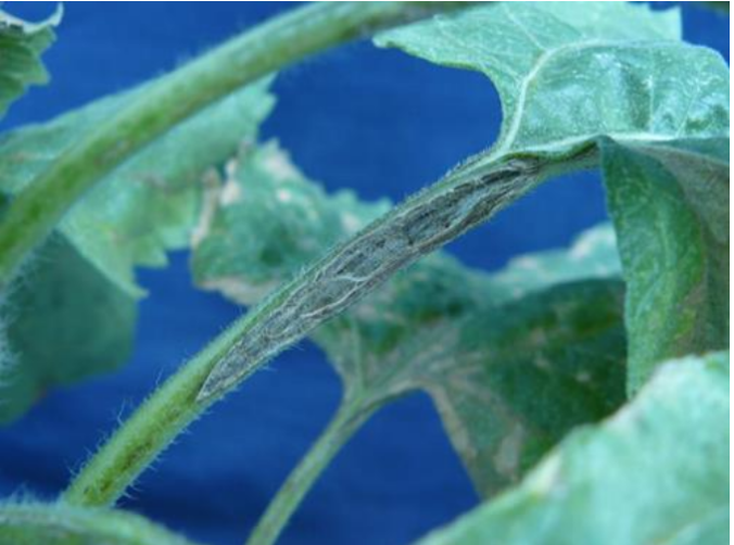 Бор. Чому він такий популярний? - Makosh