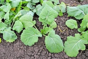 Підживлення озимого ріпаку листовими добривами з осені - Makosh