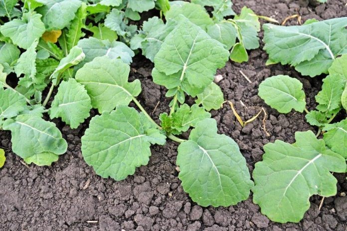 Подкормка озимого рапса листовыми удобрениями с осени - Makosh