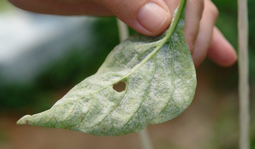 Підживлення плодових після збору урожаю - Makosh
