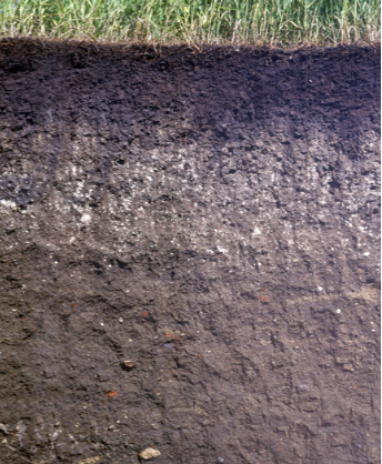 Підкислення ґрунту через застосування добрив - Makosh