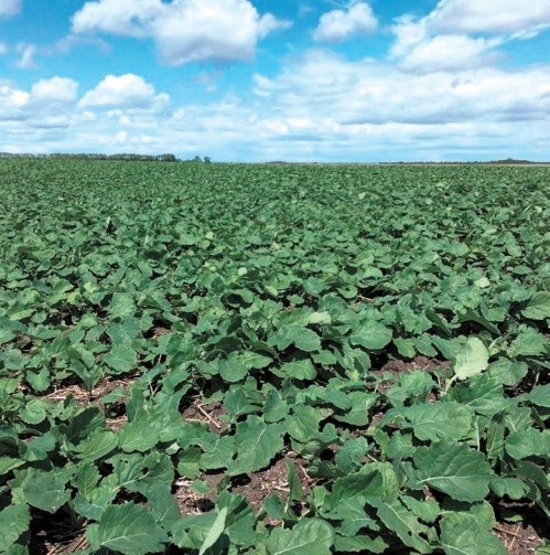 Підживлення озимого ріпаку листовими добривами з осені - Makosh