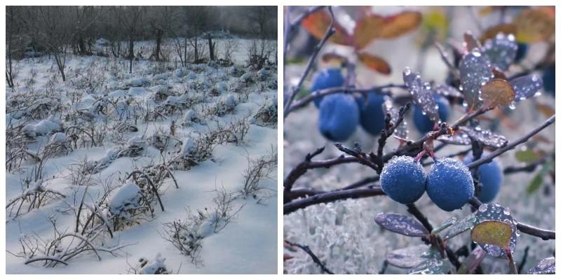 Лохина. Особливості вирощування - Makosh