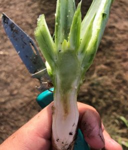 Підживлення озимого ріпаку листовими добривами з осені - Makosh