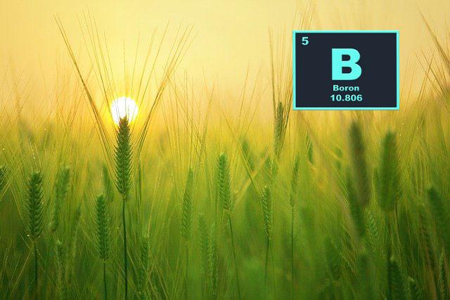 Бор. Чому він такий популярний? - Makosh