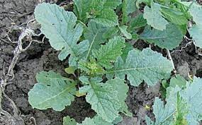 Підживлення озимого ріпаку листовими добривами з осені - Makosh