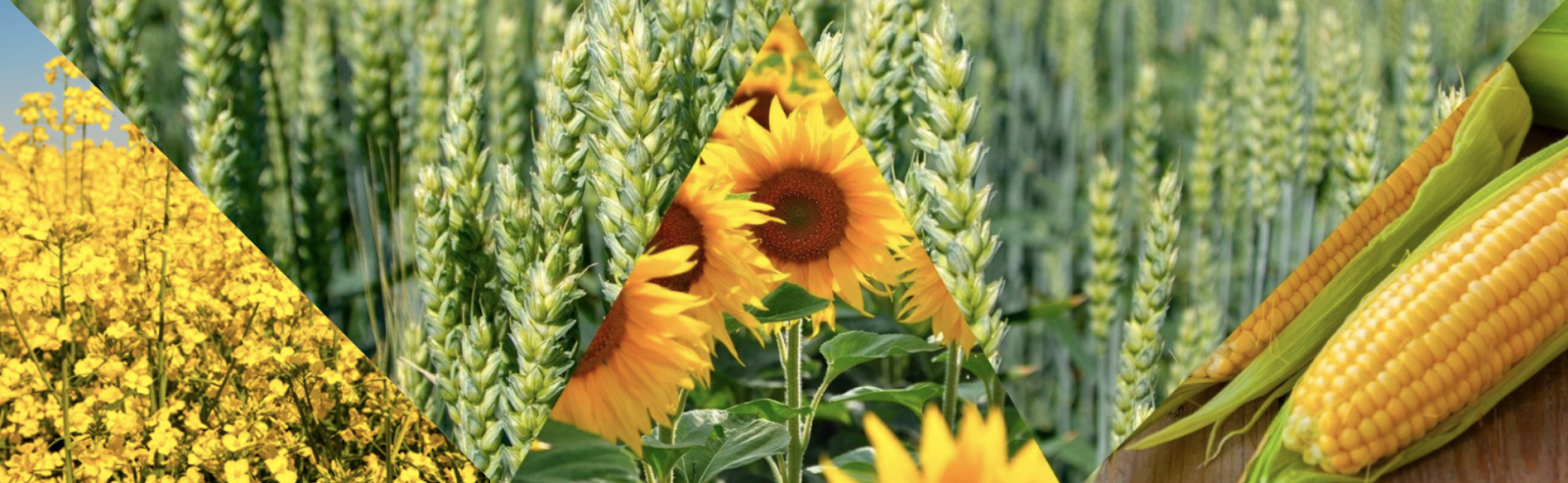 Сидерати як додаткове джерело живлення - Makosh