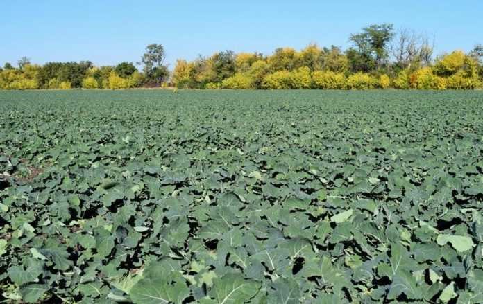 Подкормка озимого рапса листовыми удобрениями с осени - Makosh