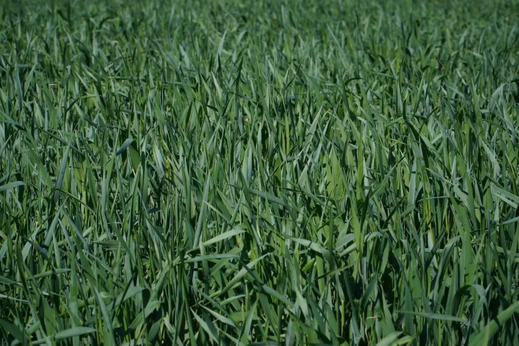 Проблема розчинення у воді добрив для позакореневого живлення - Makosh