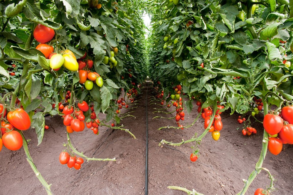 Монокалій фосфат - цінне фосфорно-калійне добриво - Makosh