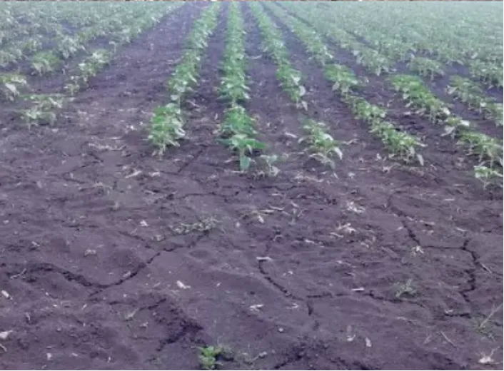 Стратегія використання мінеральних добрив в умовах дефіциту вологи - Makosh