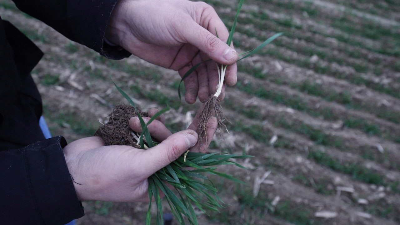 Періоди внесення азотних добрив під озиму пшеницю - Makosh