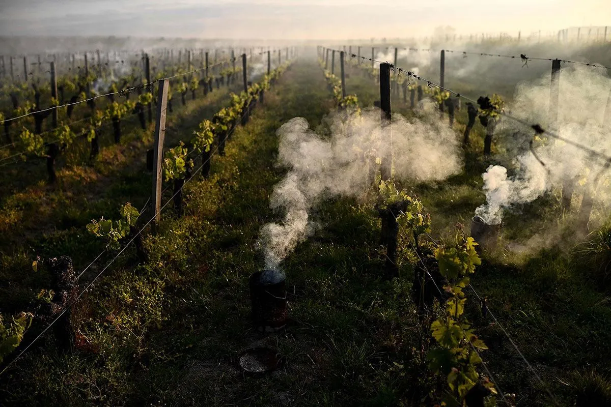 Весняні приморозки, як негативний фактор стресу посівів - Makosh