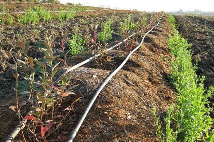 Лохина. Особливості вирощування - Makosh