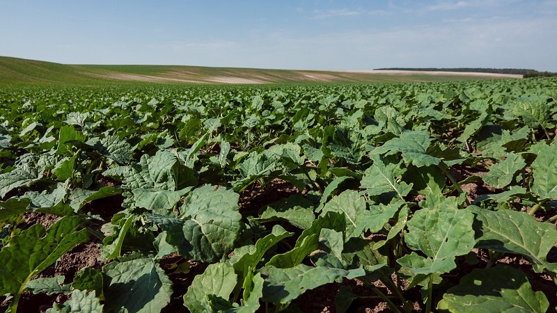 Вплив мінерального живлення на перезимівлю ріпаку - Makosh