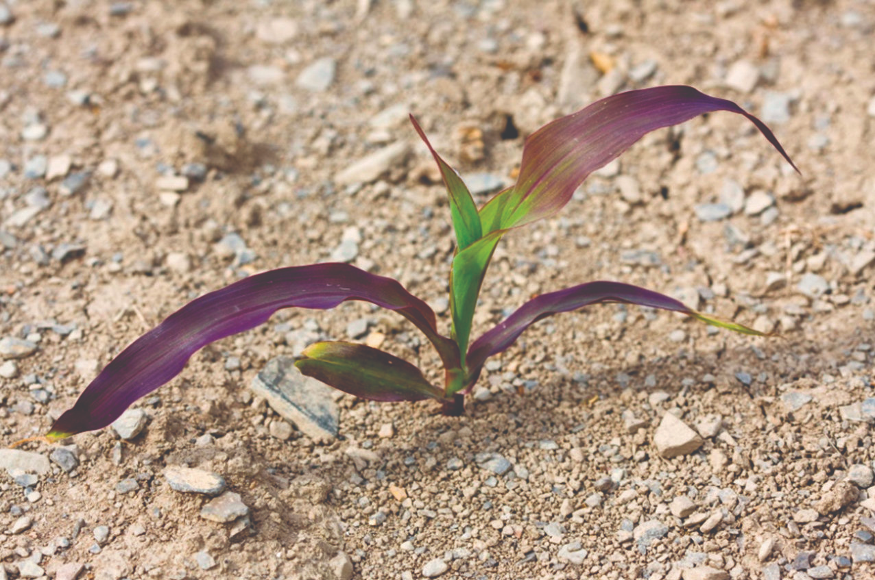 Стрес для рослин та шляхи подолання його наслідків - Makosh