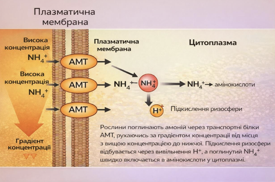 Амонійний та нітратний азот - Makosh
